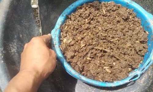 野花椒又叫什么-野花椒芽功效网 - 为你提供野花椒泡水喝起什么作用、野花椒的图片与主治