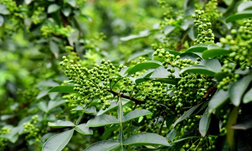 野花椒泡水喝起什么作用-野花椒芽功效网 - 为你提供野花椒泡水喝起什么作用、野花椒的图片与主治